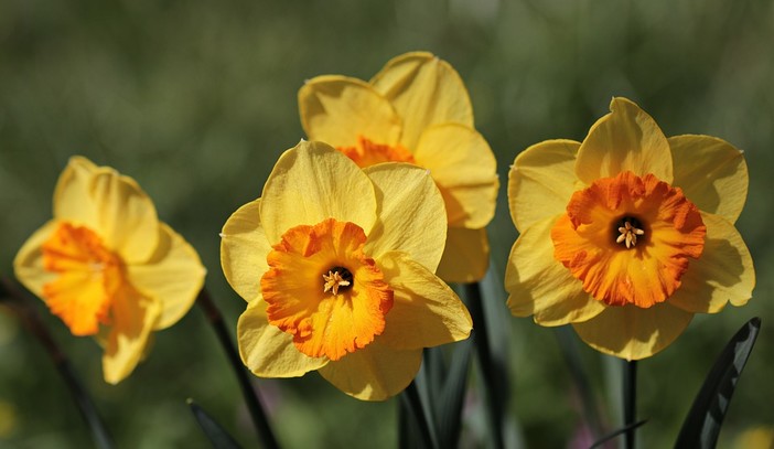 Bulbi di narciso: come prendersi cura di questa splendida varietà floreale