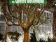 Per la "Notte Europea dei Musei" due visite guidate al Centro Botanico di Monaco Per la "Notte Europea dei Musei" due visite guidate al Centro Botanico di Monaco
