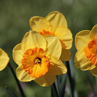 Bulbi di narciso: come prendersi cura di questa splendida varietà floreale