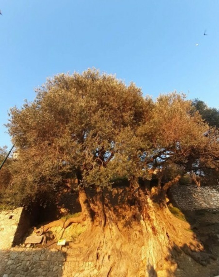 “Dal castello all’olivo”  Foto: ©Les pas sages