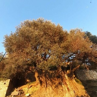 “Dal castello all’olivo”  Foto: ©Les pas sages