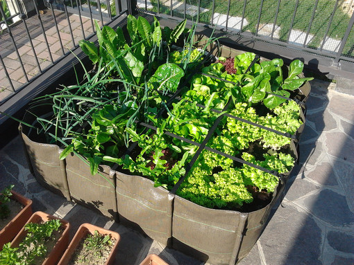 Domenica 22 settembre a Mentone torna Bourse aux plantes, incontro tra gli appassionati con il pollice verde Domenica 22 settembre a Mentone torna Bourse aux plantes, incontro tra gli appassionati con il pollice verde