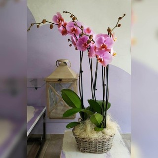 Come coltivare le orchidee: vi sveliamo i segreti (Video)