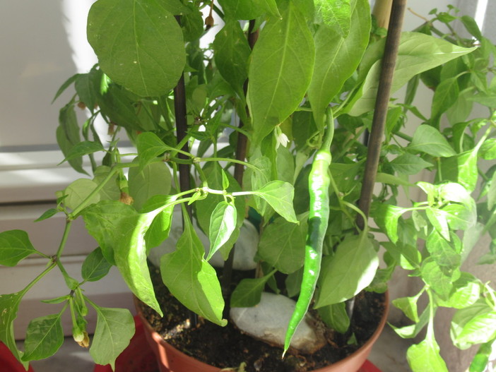 I balconi, le finestre e le terrazze degli alloggi di Nizza sono fioriti, ma... I balconi, le finestre e le terrazze degli alloggi di Nizza sono fioriti, ma...