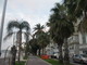 I “palmier” che abbelliscono la Costa Azzurra sono a rischio di estinzione