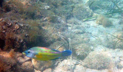 La foto esclusiva del 'pesce tropicalizzato' avvistato a Villefranche