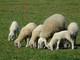 Curiosità monegasca: tosatura delle pecore al Parc Princesse Antoinette Curiosità monegasca: tosatura delle pecore al Parc Princesse Antoinette