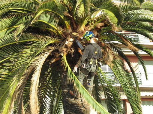 Il punteruolo rosso fa danni anche a Nizza, cade un palmier in Promenades des Anglais