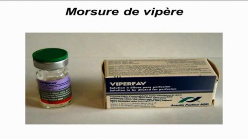 Scarseggia il siero antivipera in Francia, attenzione alle escursioni in montagna Scarseggia il siero antivipera in Francia, attenzione alle escursioni in montagna