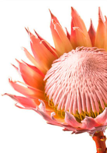 Perchè la Protea è protagonista del Matrimonio Principesco di Monte-Carlo? Perchè la Protea è protagonista del Matrimonio Principesco di Monte-Carlo?