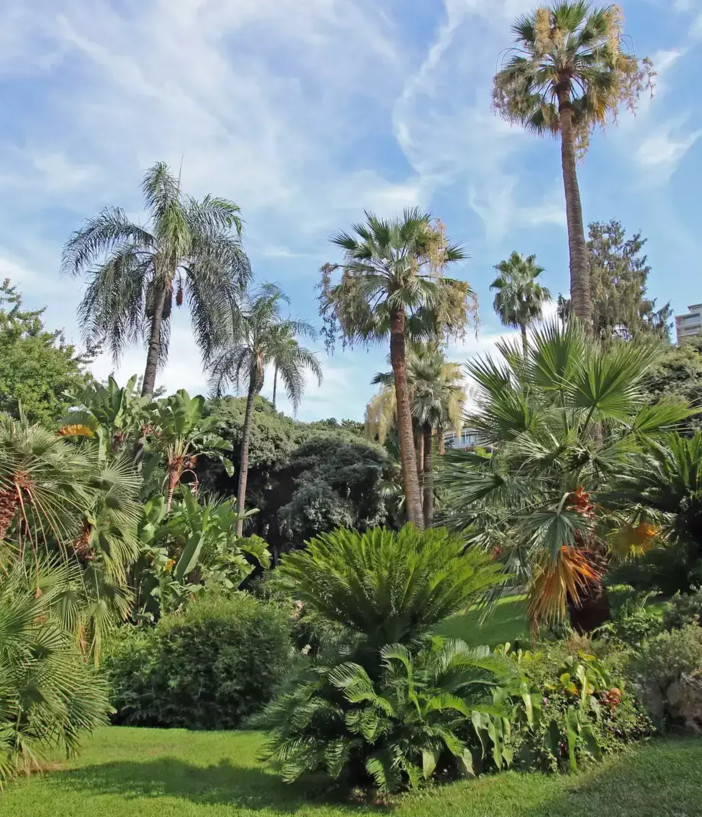 Foto: Jardin de la Petite Afrique, © Monte-Carlo Société des Bains de Mer. Foto: Jardin de la Petite Afrique, © Monte-Carlo Société des Bains de Mer.