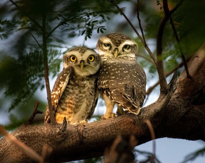 Petsfestival 2022: basta un gufo per fare una magia Petsfestival 2022: basta un gufo per fare una magia