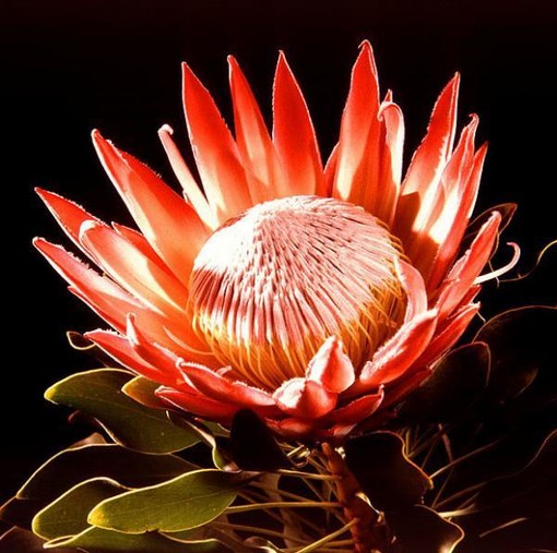 La protea - Photo from www.sciencedaily.com