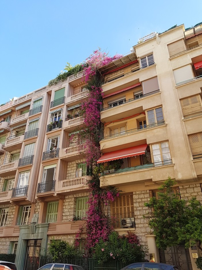 "Rampicanti" di Marie - Rose Damiano Lugaldo