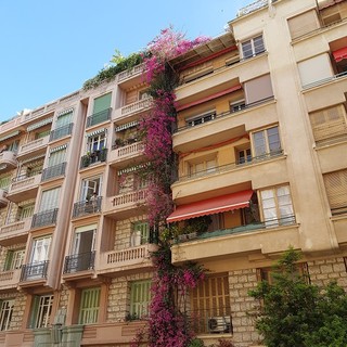 "Rampicanti" di Marie - Rose Damiano Lugaldo