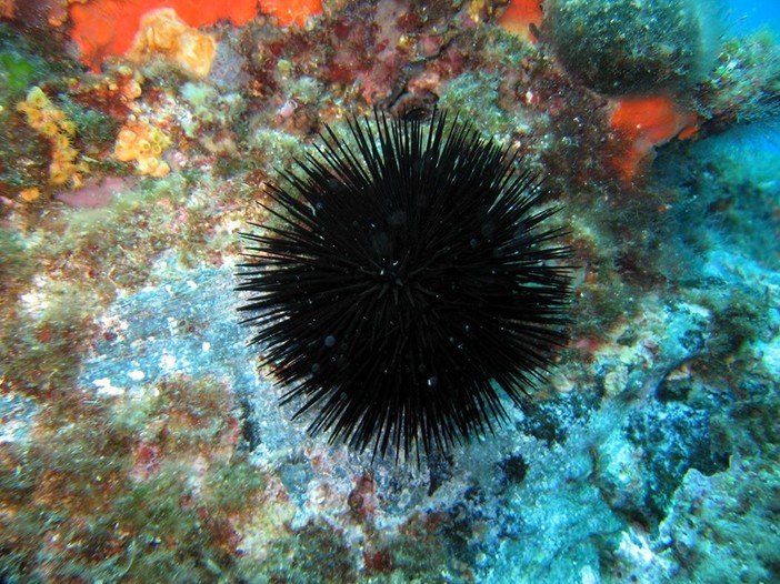 Raccolta dei ricci di mare, la Prefettura rammenta le regole Raccolta dei ricci di mare, la Prefettura rammenta le regole