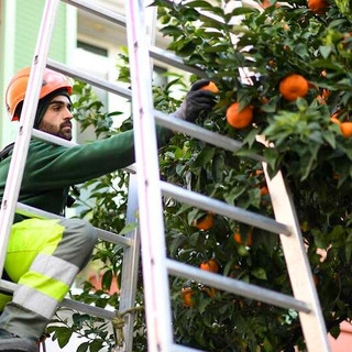 Raccolta annuale delle bigarade nel Principato © Direction de la Communication – Manuel Vitali