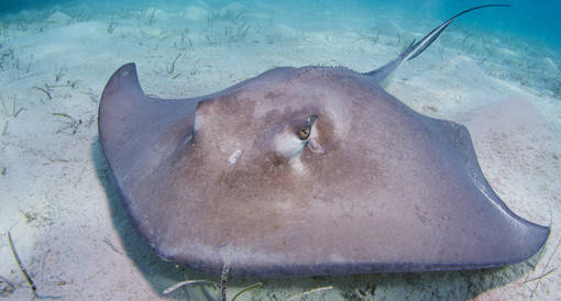 La Raie pastenague La Raie pastenague