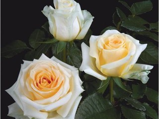 Rosa Crème de la Crème