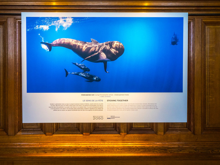 Foto: © Musée océanographique de Monaco Foto: © Musée océanographique de Monaco