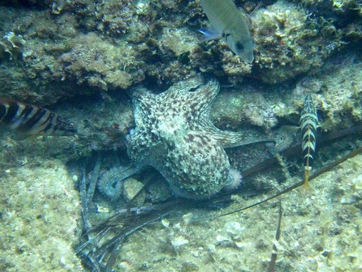 Sottocosta …a cura di Ghjuvan Pasquale Sottocosta …a cura di Ghjuvan Pasquale