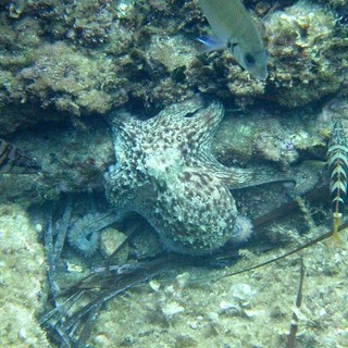 Sottocosta …a cura di Ghjuvan Pasquale