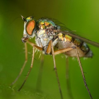 Brillantia: Risposta Efficace ed Avanzata Contro le Infestazioni di Insetti e Parassiti