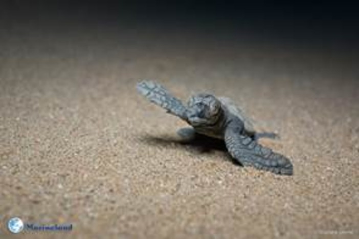 Le piccole tartarughe Caretta Caretta riprendono il mare e segnano una natura che avanza