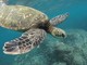 Estate al Museo Oceanografico di Monaco: è tempo di 'Odissea delle Tartarughe'