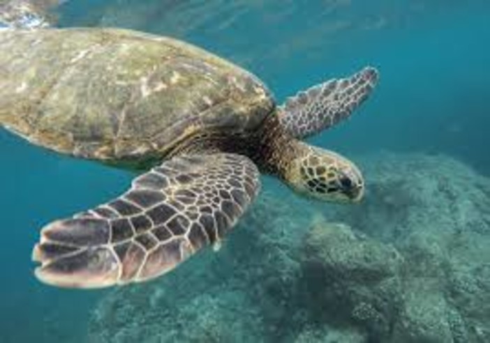 Estate al Museo Oceanografico di Monaco: è tempo di 'Odissea delle Tartarughe' Estate al Museo Oceanografico di Monaco: è tempo di 'Odissea delle Tartarughe'