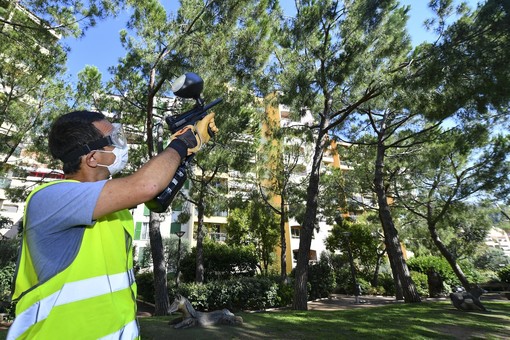 Nel Principato di Monaco innovativa lotta a parassiti ed insetti per pini e palme Nel Principato di Monaco innovativa lotta a parassiti ed insetti per pini e palme