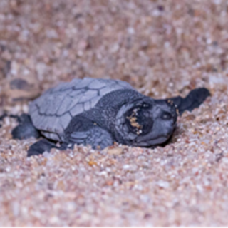 Un miracolo dell'estate: depone le uova e nascono le tartarughe sulla spiaggia della Costa Azzurra