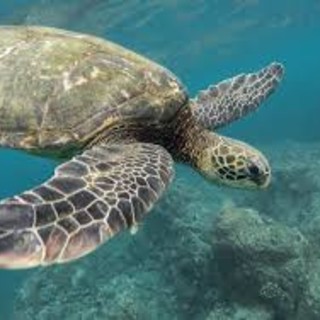 Estate al Museo Oceanografico di Monaco: è tempo di 'Odissea delle Tartarughe'