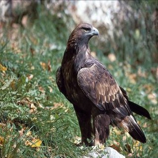 "Gipeti, aquile ed avvoltoi: i grandi rapaci del Mercantour" conferenza a Nizza