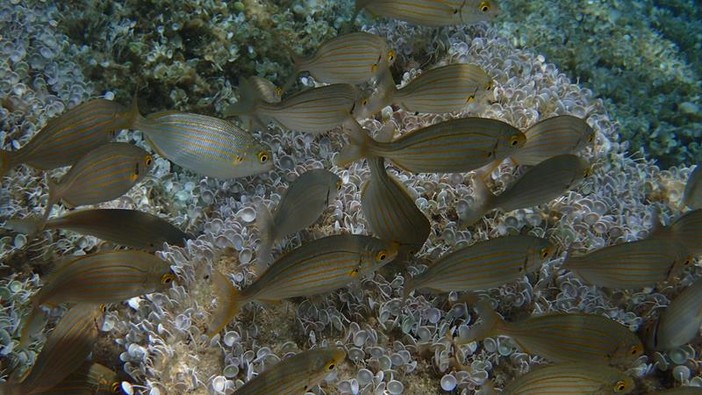 Sottocosta …a cura di Ghjuvan Pasquale