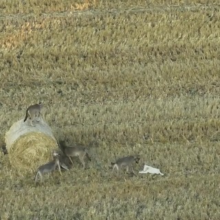 Branco di lupi 'adotta' un cucciolo di cane, il caso raro in Grecia – Video