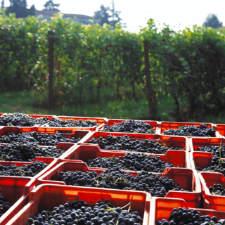Regalatevi un week-end di ottimo vino e paesaggi affascinanti: al via “I nidi di Vinchio Vaglio Serra”
