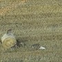 Branco di lupi 'adotta' un cucciolo di cane, il caso raro in Grecia – Video