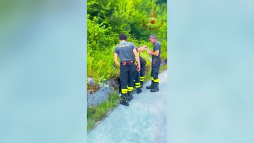 Cucciolo di cane abbandonato, Vigili del Fuoco lo recuperano a 2 metri di profondità Cucciolo di cane abbandonato, Vigili del Fuoco lo recuperano a 2 metri di profondità