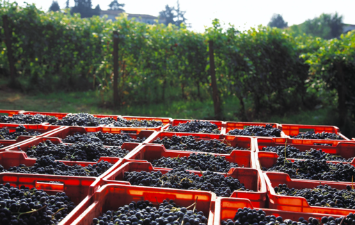 Regalatevi un week-end di ottimo vino e paesaggi affascinanti: al via “I nidi di Vinchio Vaglio Serra” Regalatevi un week-end di ottimo vino e paesaggi affascinanti: al via “I nidi di Vinchio Vaglio Serra”
