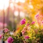 Una nonna cura un giardino per 20 anni, ma il Comune vuole smantellarlo Una nonna cura un giardino per 20 anni, ma il Comune vuole smantellarlo