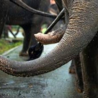 India, elefante dipinto di rosa muore 5 mesi dopo: gogna social per la fotografa russa India, elefante dipinto di rosa muore 5 mesi dopo: gogna social per la fotografa russa