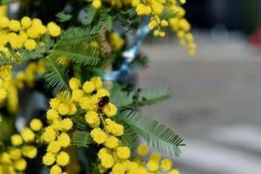 8 marzo, l'Abc della mimosa: perché si regala, dove nasce e come conservarla 8 marzo, l'Abc della mimosa: perché si regala, dove nasce e come conservarla