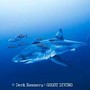 Grande squalo bianco a pochi metri dai sub: il rarissimo incontro nel Mediterraneo Grande squalo bianco a pochi metri dai sub: il rarissimo incontro nel Mediterraneo