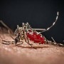 Da Dengue a West Nile, in Italia 40 specie di zanzare: ecco come difendersi Da Dengue a West Nile, in Italia 40 specie di zanzare: ecco come difendersi