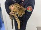 Milano, trovato e catturato un gattopardo africano nel parco di Garbagnate