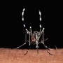 Da zecche a zanzare rischio virus in vacanza, Bassetti: "Non solo in Paesi esotici" Da zecche a zanzare rischio virus in vacanza, Bassetti: "Non solo in Paesi esotici"