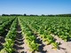 Tabacco, UNITAB Europa “L’Ue valuti l’impatto degli interventi normativi” Tabacco, UNITAB Europa “L’Ue valuti l’impatto degli interventi normativi”