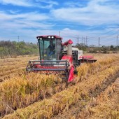 Cina, produzione cerealicola supera 714 mln di tonnellate nel 2025 Cina, produzione cerealicola supera 714 mln di tonnellate nel 2025