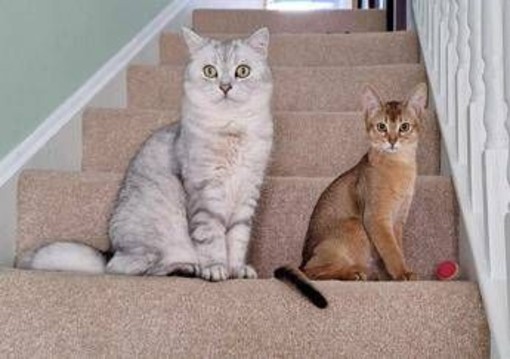 Cancro, la scoperta sui tumori dei gatti: lo studio e le nuove speranze